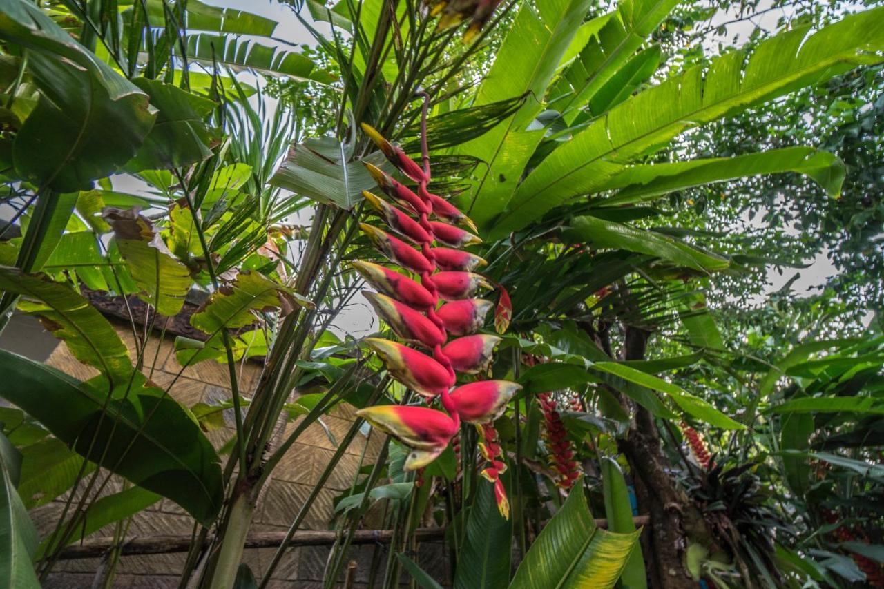 Tegar Guest House Ubud Екстер'єр фото